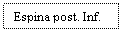 Text Box: Espina post. Inf.