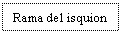 Text Box: Rama del isquion