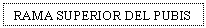 Text Box: RAMA SUPERIOR DEL PUBIS