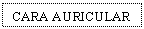 Text Box: CARA AURICULAR