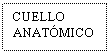 Text Box: CUELLO ANATMICO