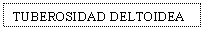 Text Box: TUBEROSIDAD DELTOIDEA