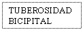 Text Box: TUBEROSIDAD BICIPITAL