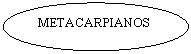 Oval: METACARPIANOS