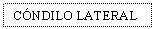 Text Box: CNDILO LATERAL