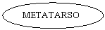 Oval: METATARSO