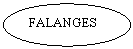 Oval: FALANGES