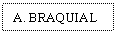 Text Box: A. BRAQUIAL