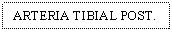 Text Box: ARTERIA TIBIAL POST.