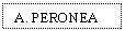 Text Box: A. PERONEA