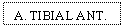 Text Box: A. TIBIAL ANT.