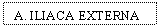 Text Box: A. ILIACA EXTERNA