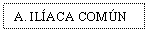 Text Box: A. ILACA COMN