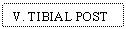 Text Box: V. TIBIAL POST