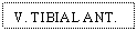 Text Box: V. TIBIAL ANT.