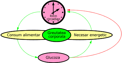 Echilibru cronobiologic alimentar