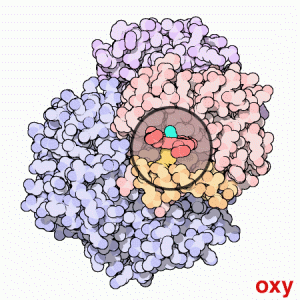 Se observa ca la formarea oxihemoglobinei are loc o coborire a planului atomului de Fe , si apropierea de restul histidinic