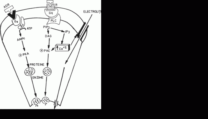 Text Box: Fig.l Stimularea glandei parotide
(dupa PATTON, 1989, modificat)

