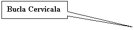 Rectangular Callout: Bucla Cervicala