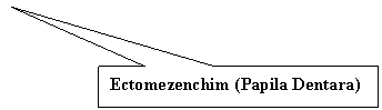Rectangular Callout: Ectomezenchim (Papila Dentara)