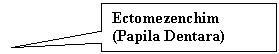 Rectangular Callout: Ectomezenchim
(Papila Dentara)
