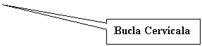 Rectangular Callout: Bucla Cervicala
