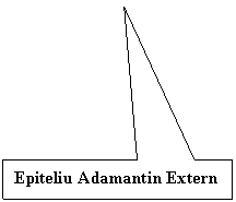 Rectangular Callout: Epiteliu Adamantin Extern