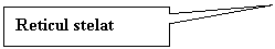 Rectangular Callout: Reticul stelat