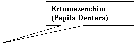 Rectangular Callout: Ectomezenchim
(Papila Dentara)
