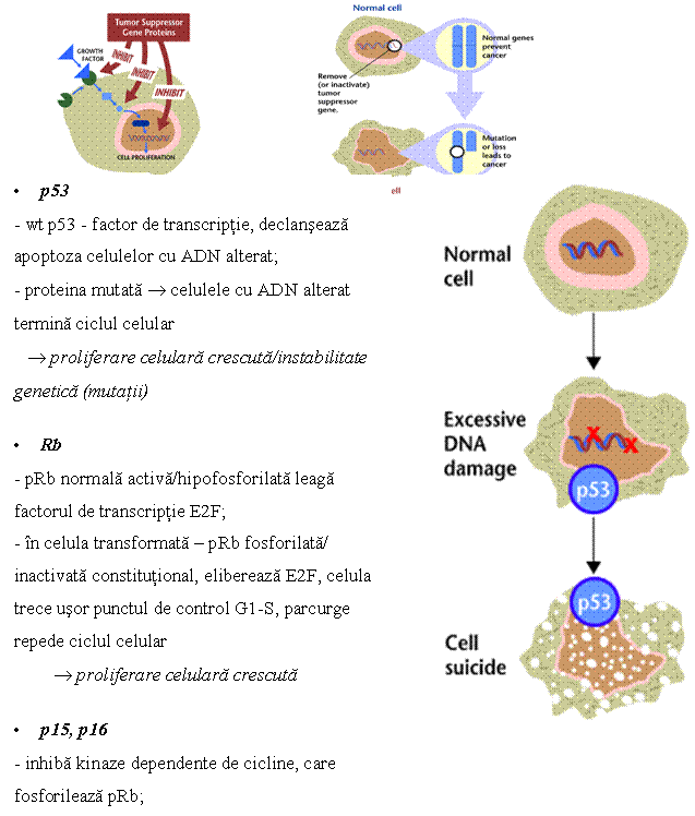 A drawing of a cell showing how tumor suppressor gene proteins help to prevent cancer.,Drawings of a normal cell and a cancer cell.,Drawings of a normal cell and a cell with excessive DNA damage.