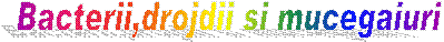 Bacterii,drojdii si mucegaiuri