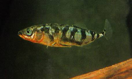 Ghidrin (Gasterosteus aculeatus)