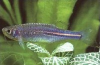 brachydanio albolineatus