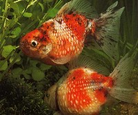 carassius auratus auratus, gold fish