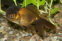 carassius auratus auratus, gold fish