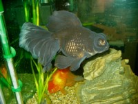 carassius auratus auratus, gold fish