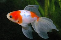 carassius auratus auratus, gold fish