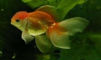 carassius auratus auratus, gold fish