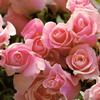pink%20roses100
