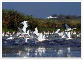 C:UsersIlieDesktopDelta Dunarii (1).jpg