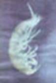 Niphargus, amfipod acvatic subteran