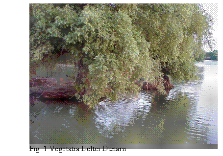 Text Box: 
Fig. 1 Vegetatia Deltei Dunarii

