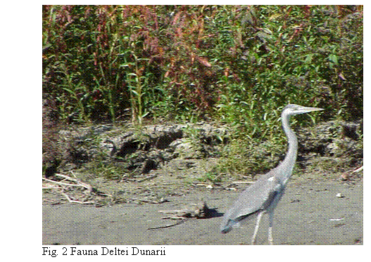 Text Box: 
Fig. 2 Fauna Deltei Dunarii
