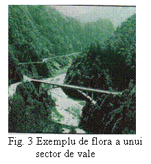 Text Box:  
Fig. 3 Exemplu de flora a unui      
          sector de vale

