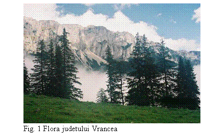Text Box: 
Fig. 1 Flora judetului Vrancea

