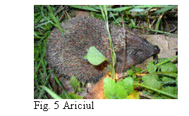 Text Box:  
Fig. 5 Ariciul
