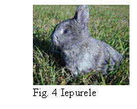 Text Box:  
Fig. 4 Iepurele
